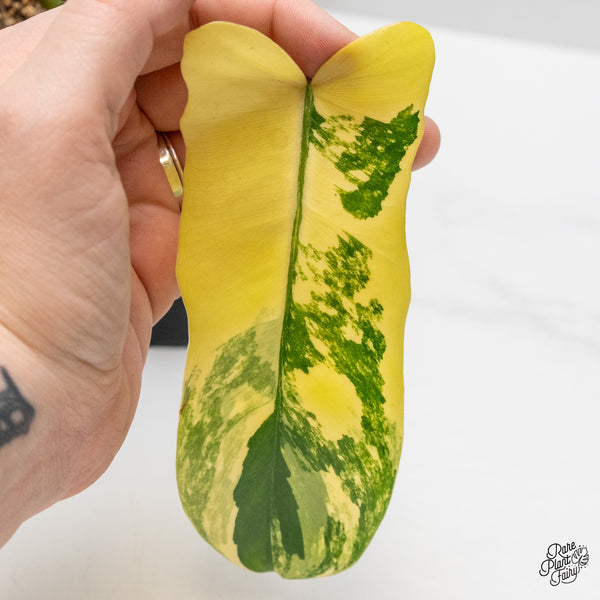 Philodendron 'Florida Beauty x Mayoi' Variegated (wk48-M)