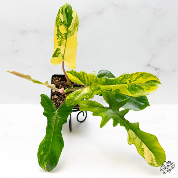 Philodendron 'Florida Beauty x Mayoi' Variegated (wk48-M)