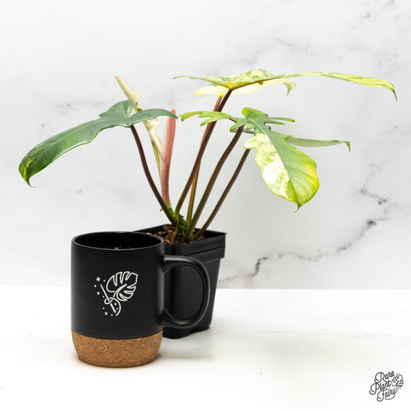 Philodendron 'Florida Beauty x Mayoi' Variegated (wk48-M)