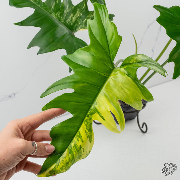 Philodendron 'Florida Beauty x Mayoi' Variegated (wk50-O)