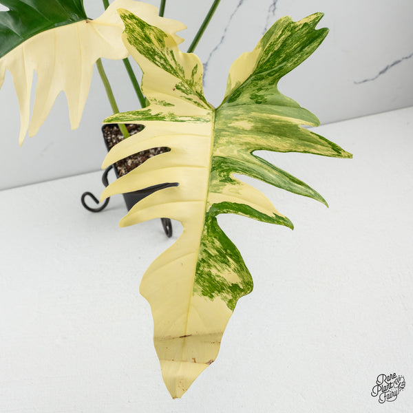 Philodendron 'Florida Beauty x Mayoi' Variegated (wk50-O)