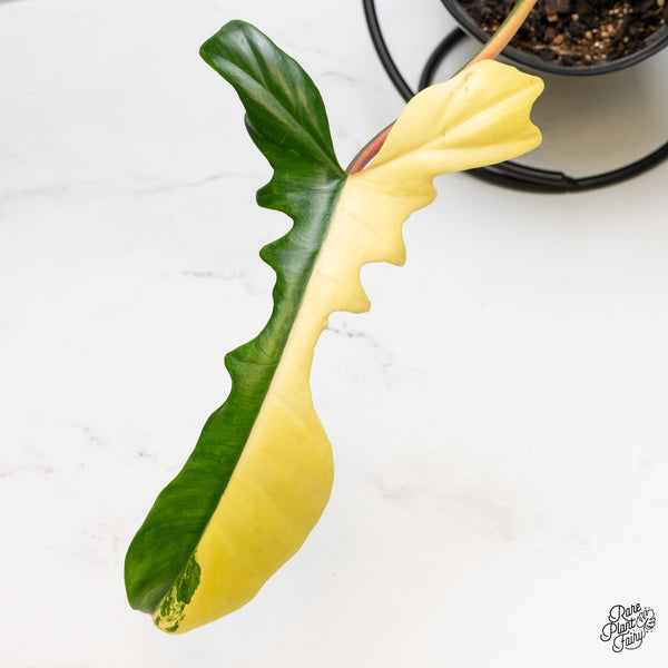 Philodendron 'Florida Beauty x Mayoi' Variegated (wk51-I)