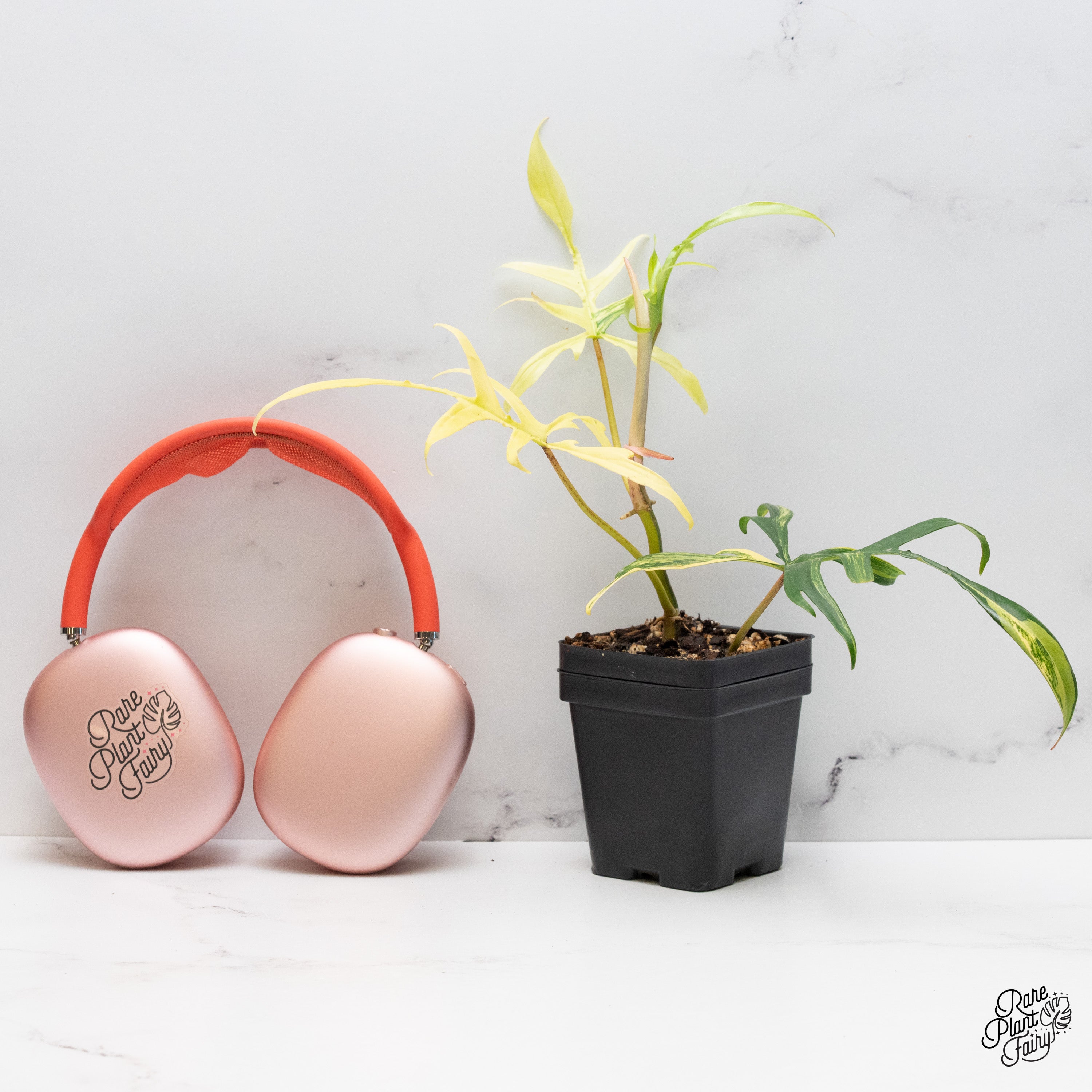 902 斑入P.(polypodioides x Florida Beauty) Philodendron 'Florida Beauty x Polypodioides' (wk40-M