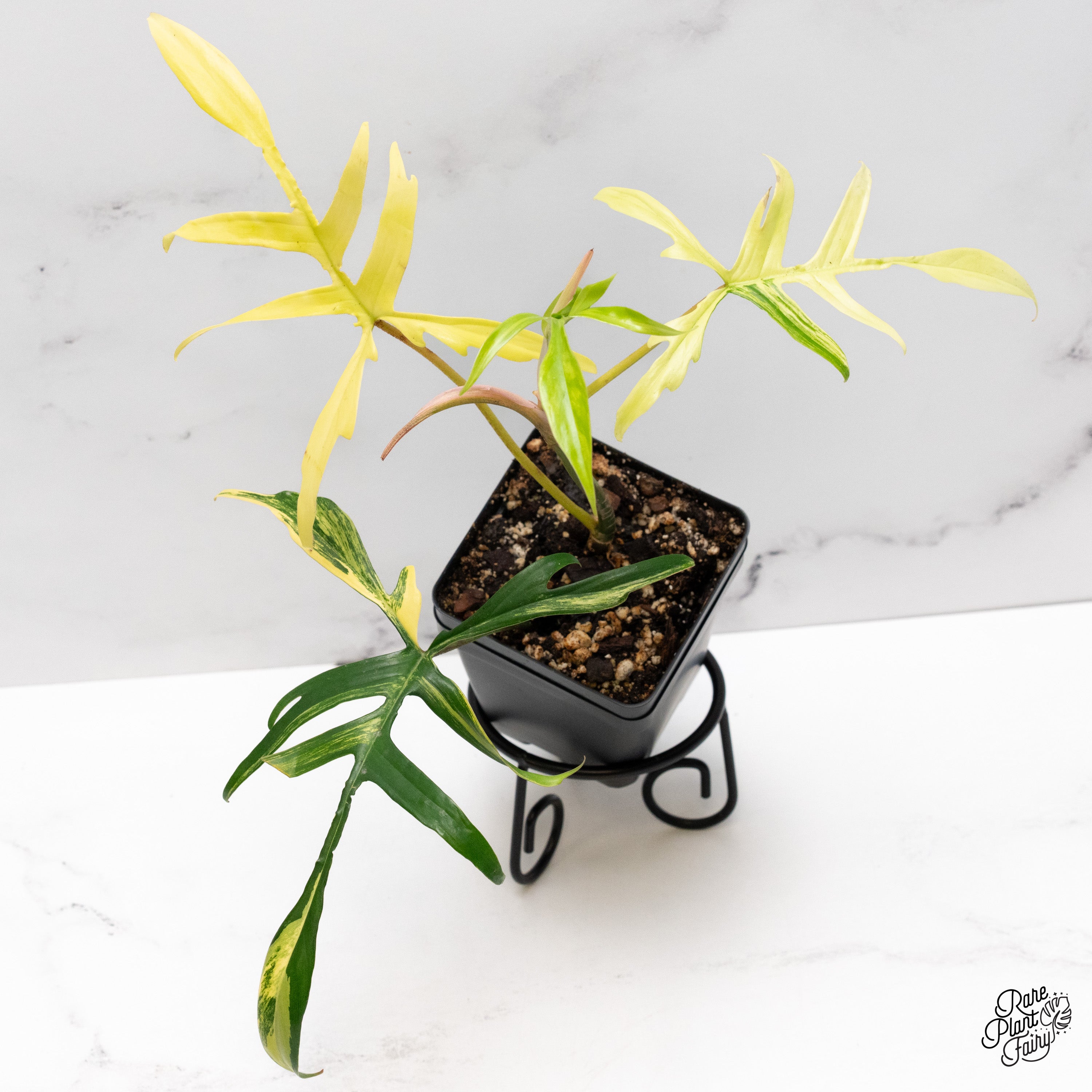 902 斑入P.(polypodioides x Florida Beauty) Philodendron 'Florida Beauty x Polypodioides' (wk40-M) – Rare