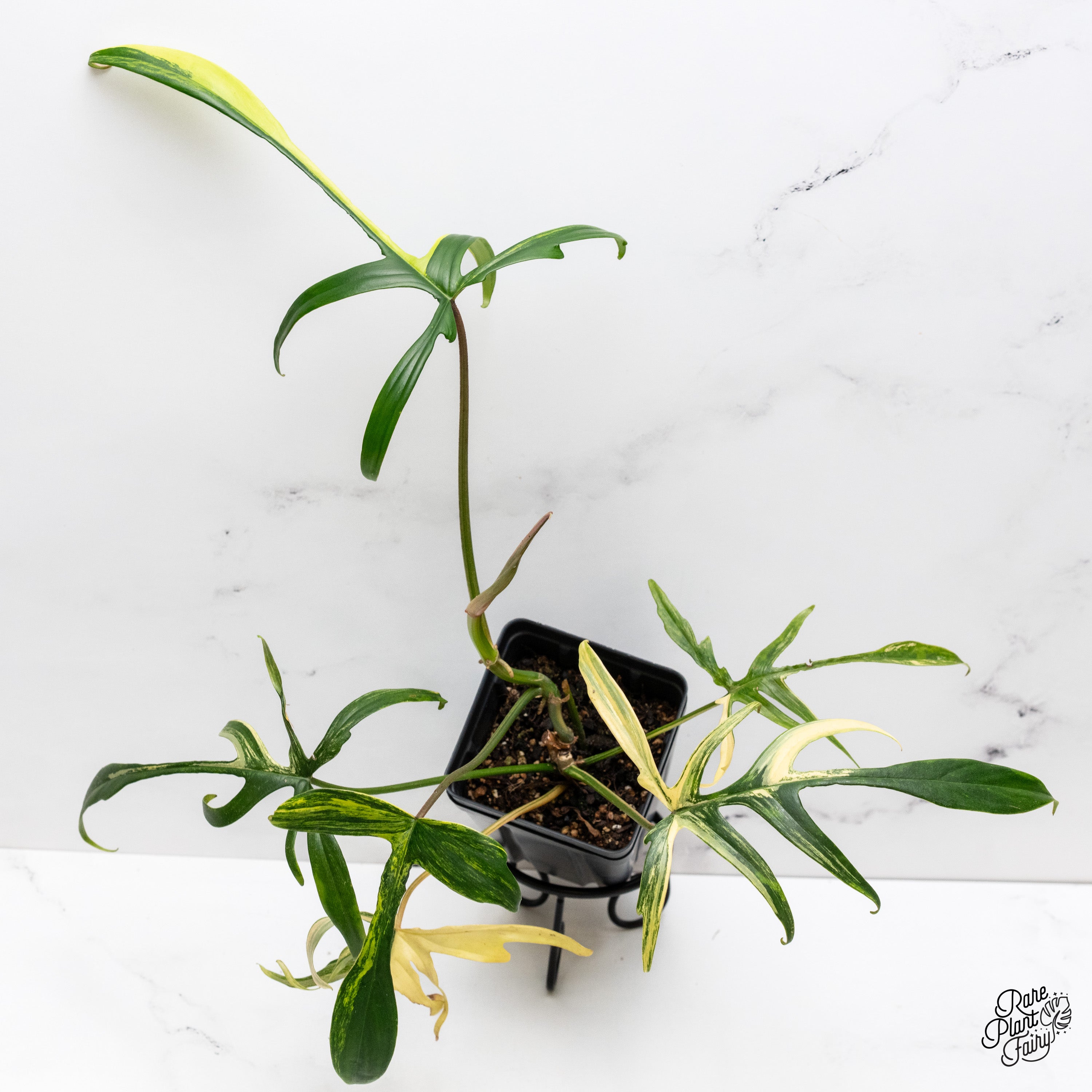 Philodendron 'Florida Beauty x Polypodioides' Variegated (wk41-B