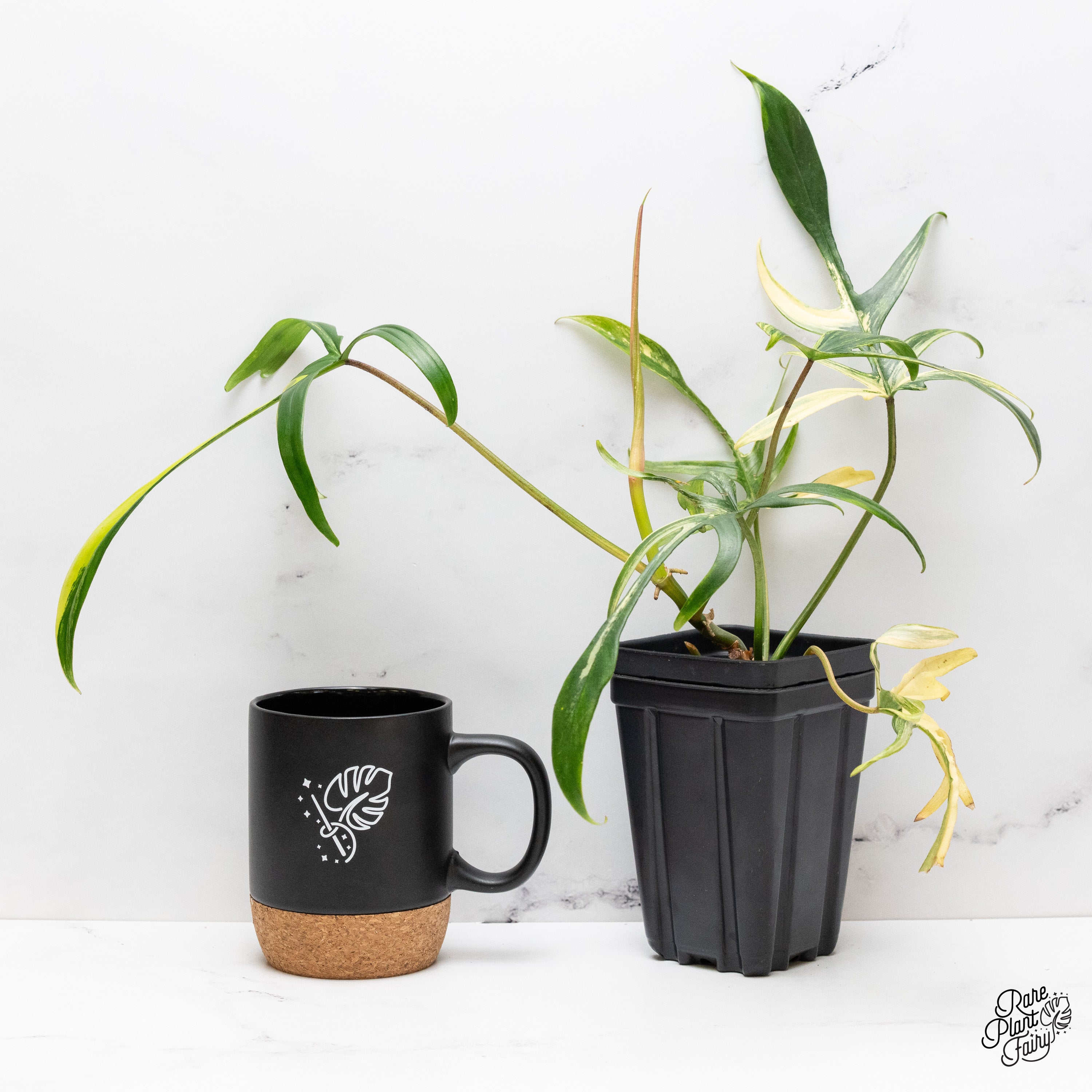 902 斑入P.(polypodioides x Florida Beauty) Philodendron 'Florida Beauty x Polypodioides' Variegated (wk41-B