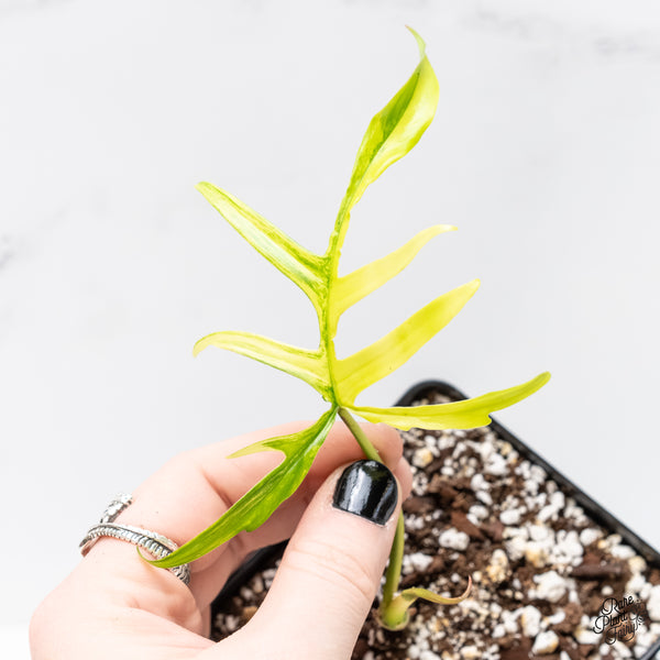 Philodendron 'Florida Beauty x Polypodioides' Variegated (wk3-UB)