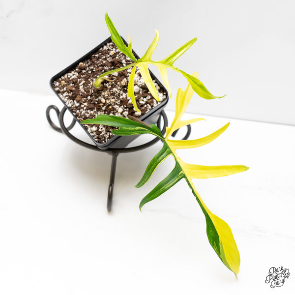 Philodendron 'Florida Beauty x Polypodioides' Variegated (wk3-UB)