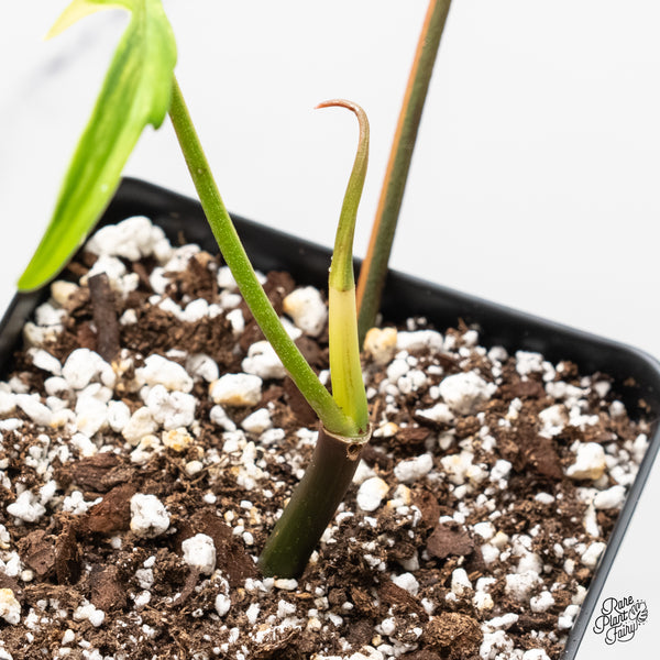 Philodendron 'Florida Beauty x Polypodioides' Variegated (wk3-UB)