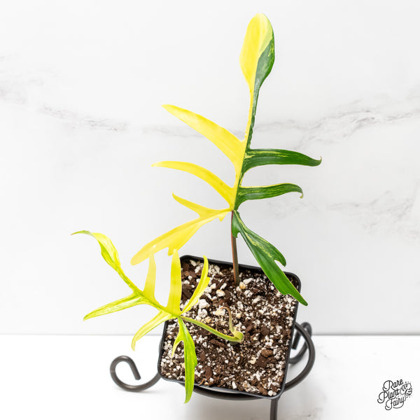 Philodendron 'Florida Beauty x Polypodioides' Variegated (wk3-UB)