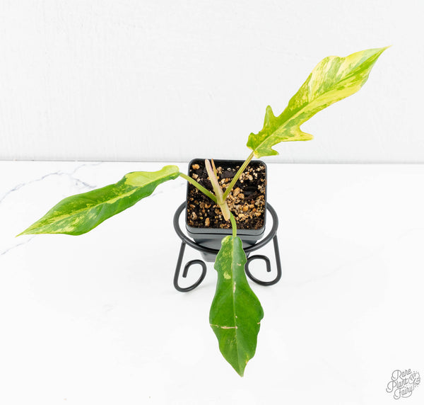 Philodendron 'Florida Beauty' x 'Tortum' Variegated (wk11-B)