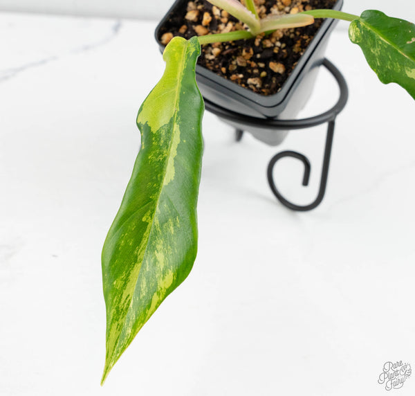 Philodendron 'Florida Beauty' x 'Tortum' Variegated (wk11-B)
