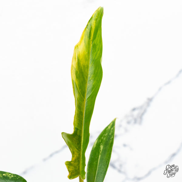 Philodendron 'Florida Beauty' x 'Tortum' Variegated (wk48-D)