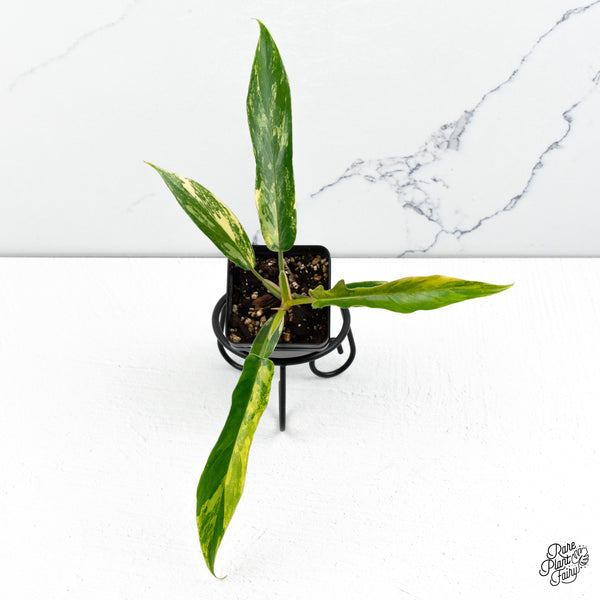 Philodendron 'Florida Beauty' x 'Tortum' Variegated (wk48-D)