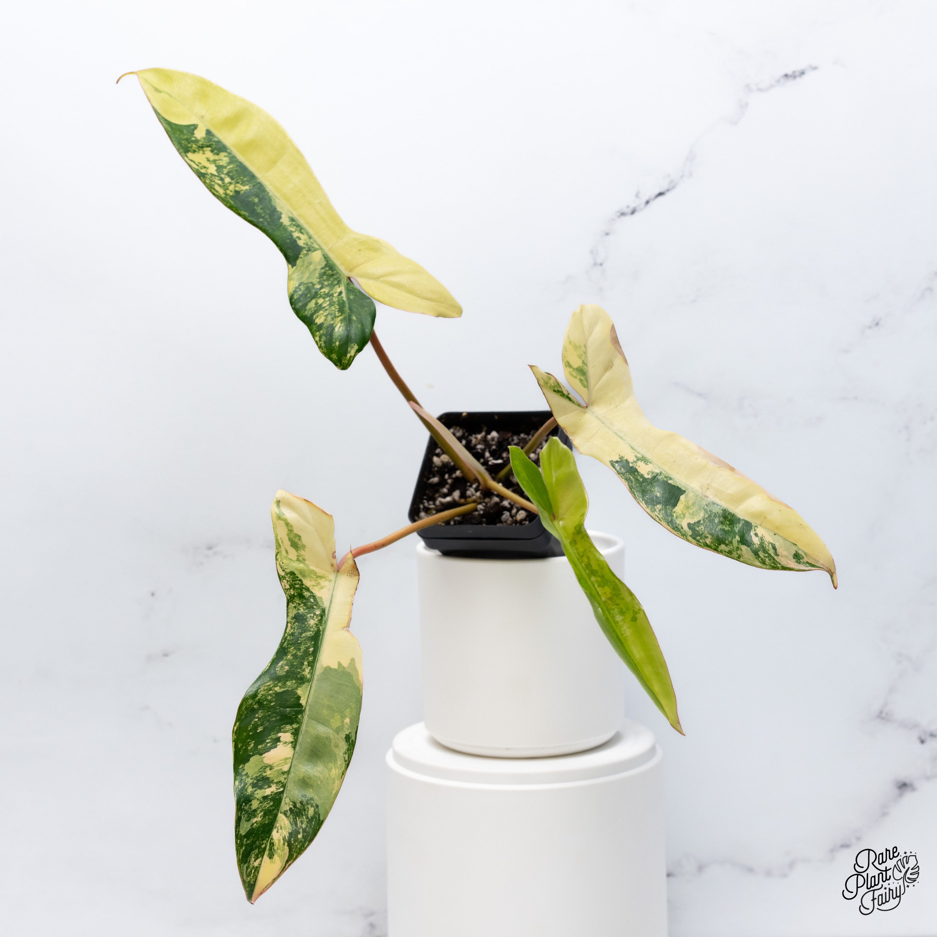 【超激レア】Philodendron Reuy sub marble【斑入り】 超激レア】Philodendron Reuy sub marble【斑入り】 超激レア