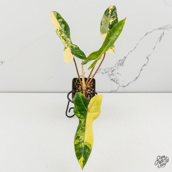 Philodendron 'Florida Beauty' x 'Billietiae' (aka. 'Jennifer') (wk46-J)