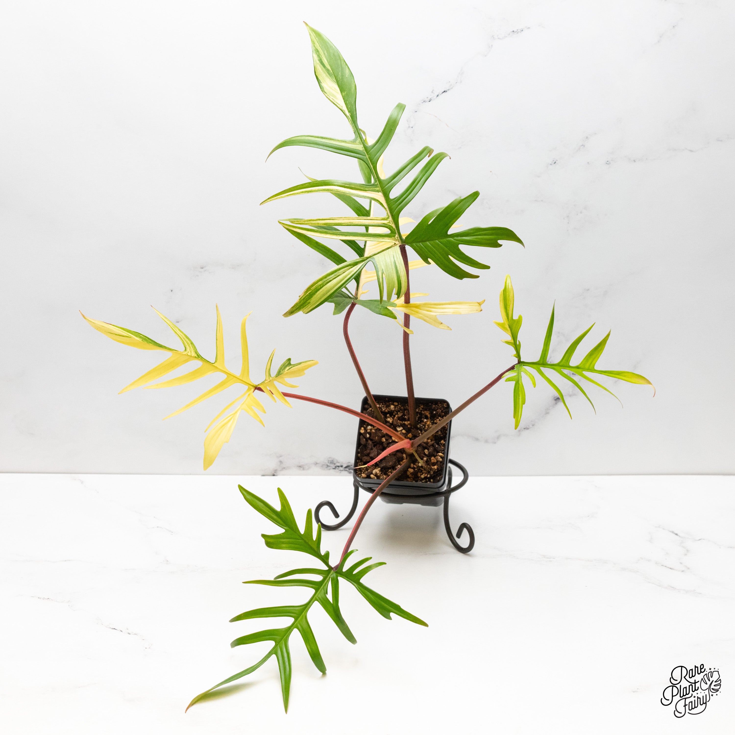 Philodendron 'Florida Beauty x Polypodioides' Variegated (wk42-UJ