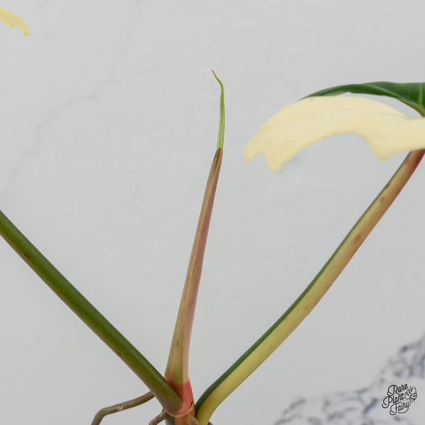 Philodendron 'Golden Dragon' Variegated (wk35-I)