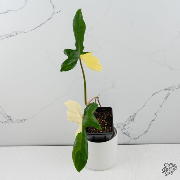 Philodendron 'Golden Dragon' Variegated (wk35-I)