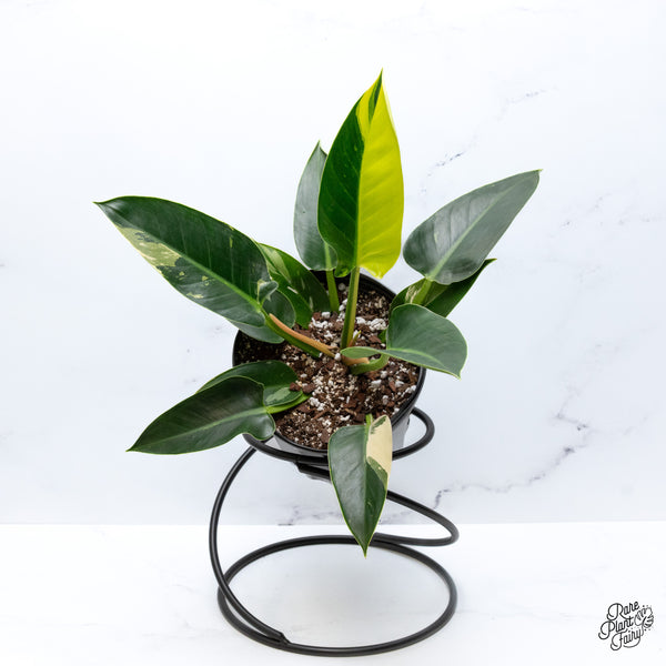 Philodendron 'Green Congo' Variegated (True Species) (wk43-K) *Sectoral*