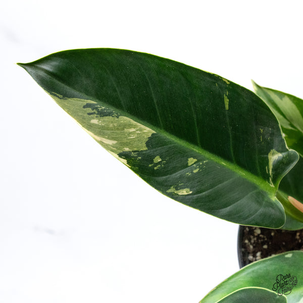 Philodendron 'Green Congo' Variegated (True Species) (wk43-K) *Sectoral*