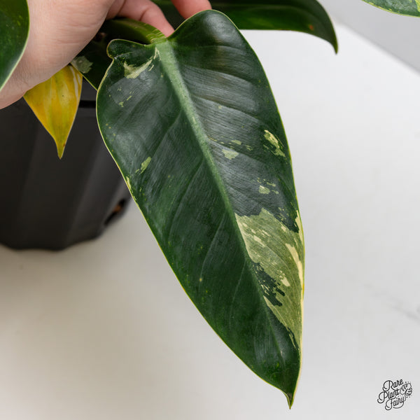 Philodendron 'Green Congo' Variegated (True Species) (wk2-K)