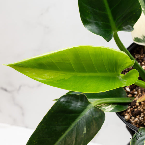 Philodendron 'Green Congo' Variegated (True Species) (wk2-K)