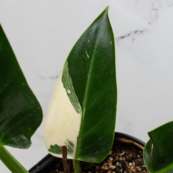 Philodendron 'Green Congo' Variegated (True Species) (wk2-K)