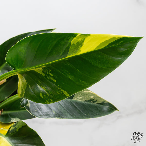 Philodendron 'Green Congo' Variegated (True Species) (wk2-K)
