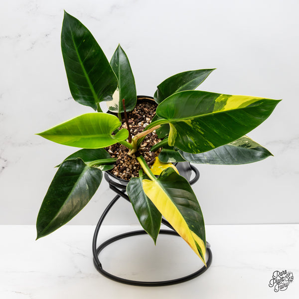 Philodendron 'Green Congo' Variegated (True Species) (wk2-K)
