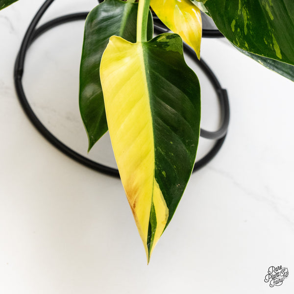 Philodendron 'Green Congo' Variegated (True Species) (wk2-K)