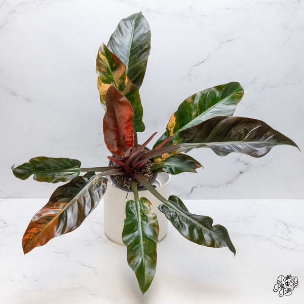 Philodendron 'Imperial Red' Variegated (wk48-UT)