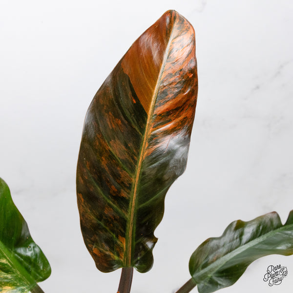Philodendron 'Imperial Red' Variegated (wk48-UT)