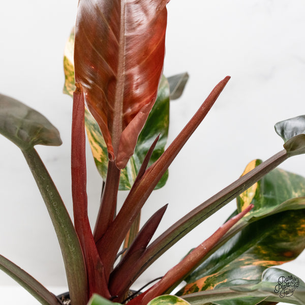 Philodendron 'Imperial Red' Variegated (wk48-UT)