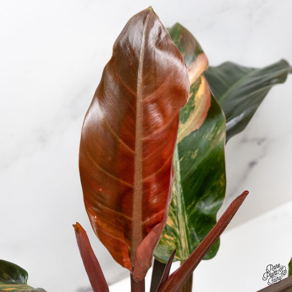 Philodendron 'Imperial Red' Variegated (wk48-UT)