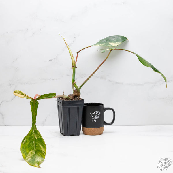 Philodendron 'Joepii' Variegated (wk10-C)