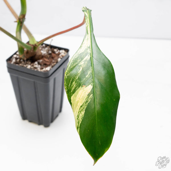 Philodendron 'Joepii' Variegated (wk10-C)