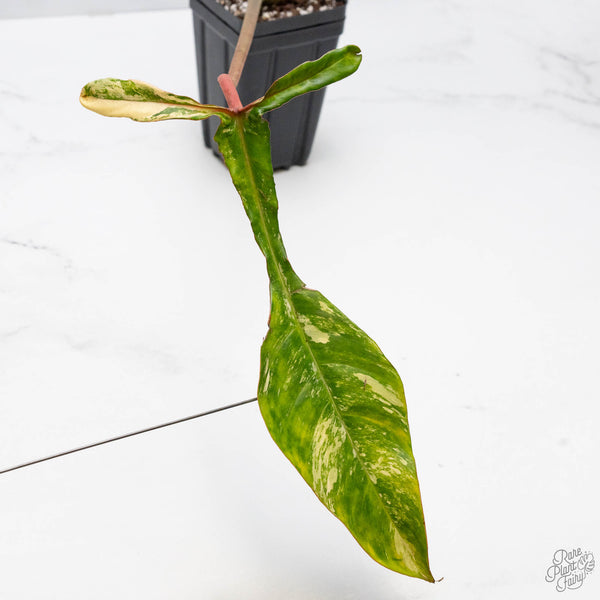 Philodendron 'Joepii' Variegated (wk10-C)