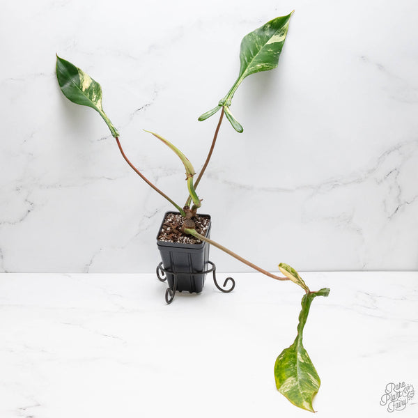 Philodendron 'Joepii' Variegated (wk10-C)