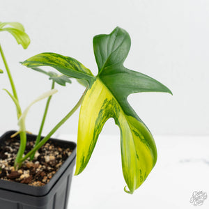 Philodendron 'Pedatum' Variegated (wk16-J)