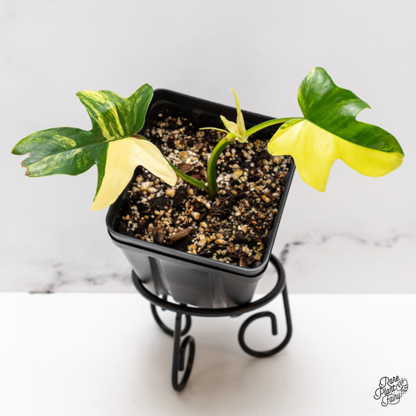 Philodendron 'Pedatum' Variegated (wk46-L)