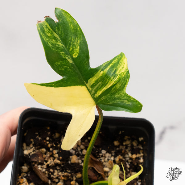 Philodendron 'Pedatum' Variegated (wk46-L)