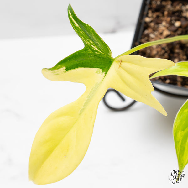 Philodendron quercifolium 'Glad Hands' Variegated (wk51-C)