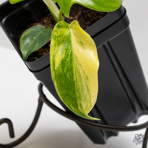 Philodendron 'Pedatum' Variegated (wk2-A)