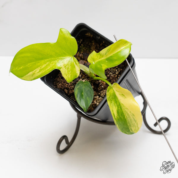 Philodendron 'Pedatum' Variegated (wk2-A)