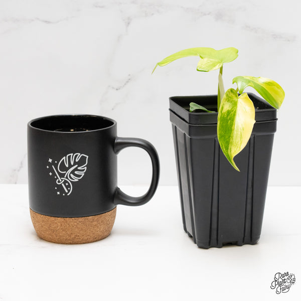 Philodendron 'Pedatum' Variegated (wk2-A)