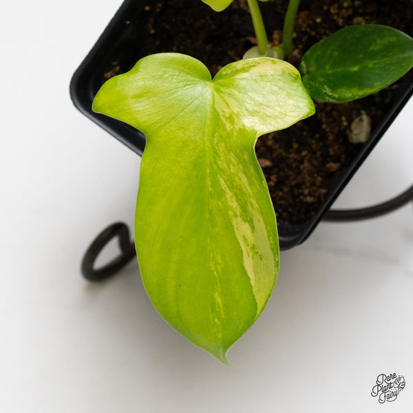 Philodendron 'Pedatum' Variegated (wk2-A)