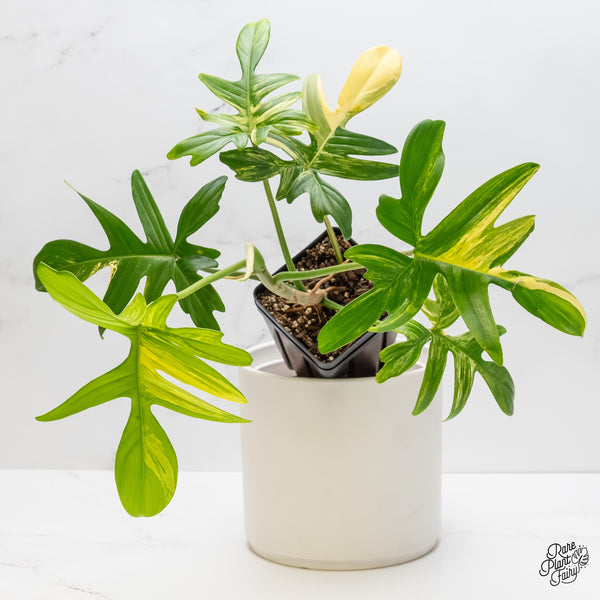 Philodendron 'Pedatum' Variegated (wk5-D)