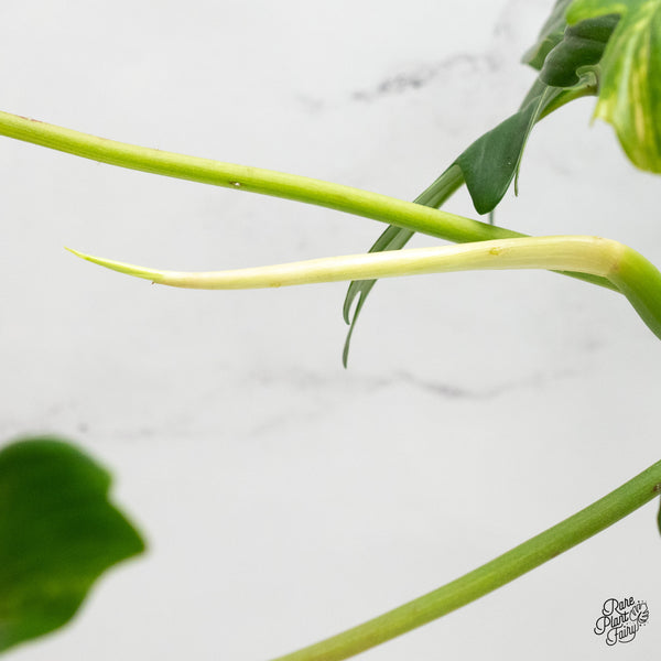 Philodendron 'Pedatum' Variegated (wk5-D)