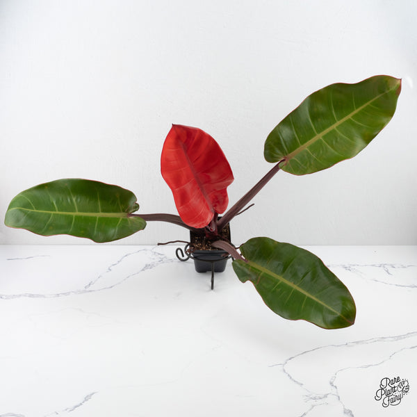 Philodendron 'Prince of Orange' Variegated (wk3-I)